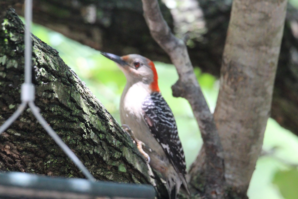 Red-bellied Woodpecker - ML618691071