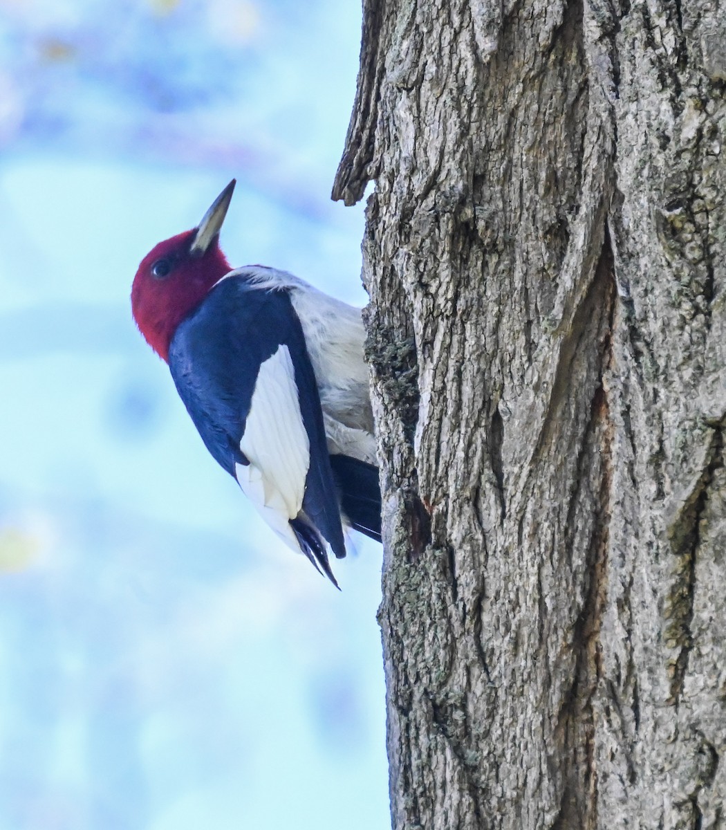 Red-headed Woodpecker - ML618691072