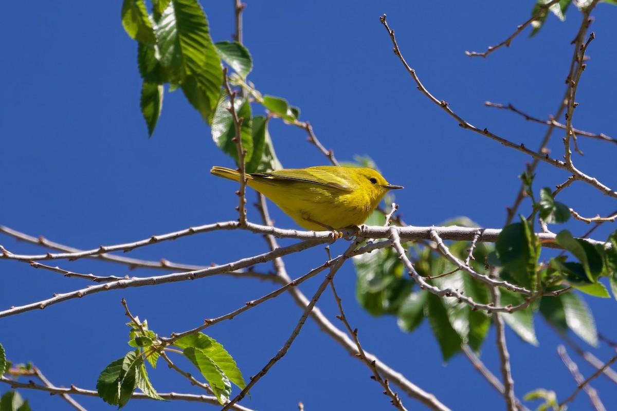 Yellow Warbler - ML618691089