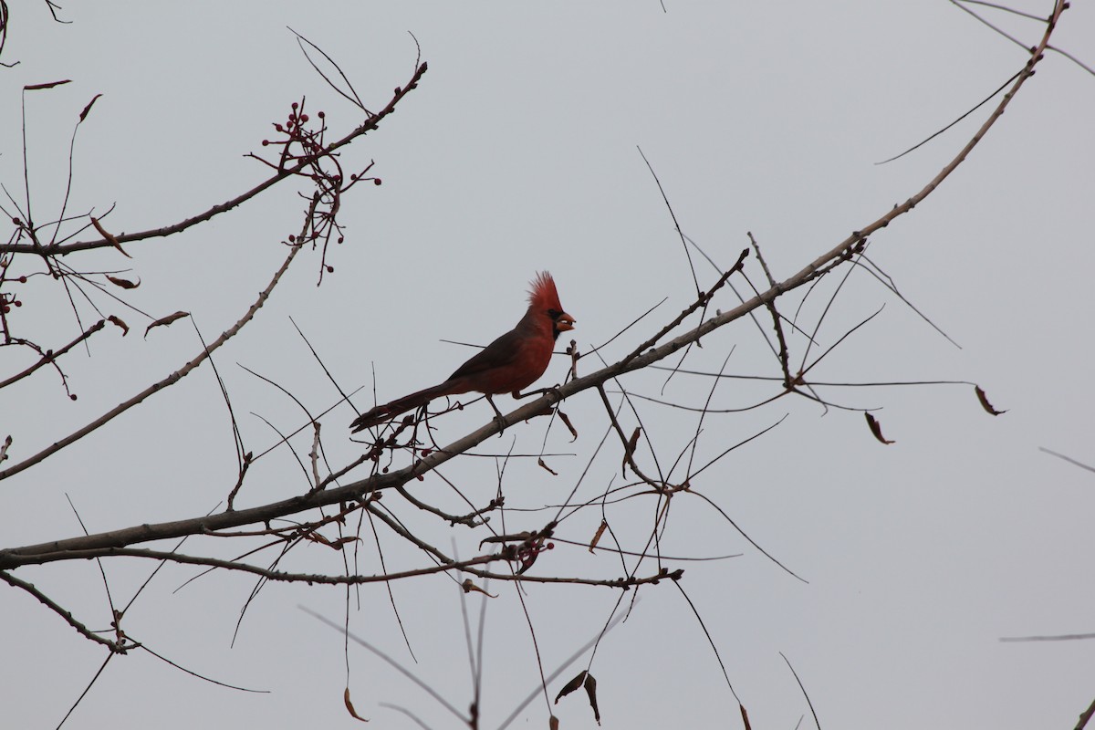 Northern Cardinal - Andrew Gioannetti