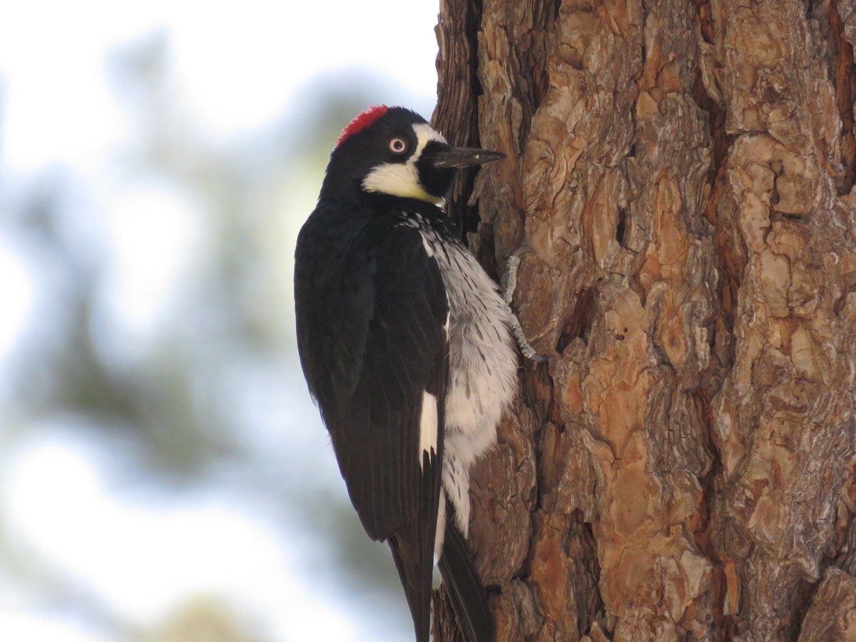 Acorn Woodpecker - ML618691115