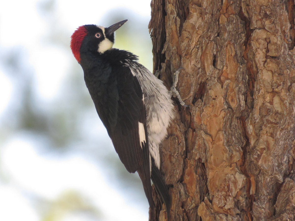 Acorn Woodpecker - ML618691116