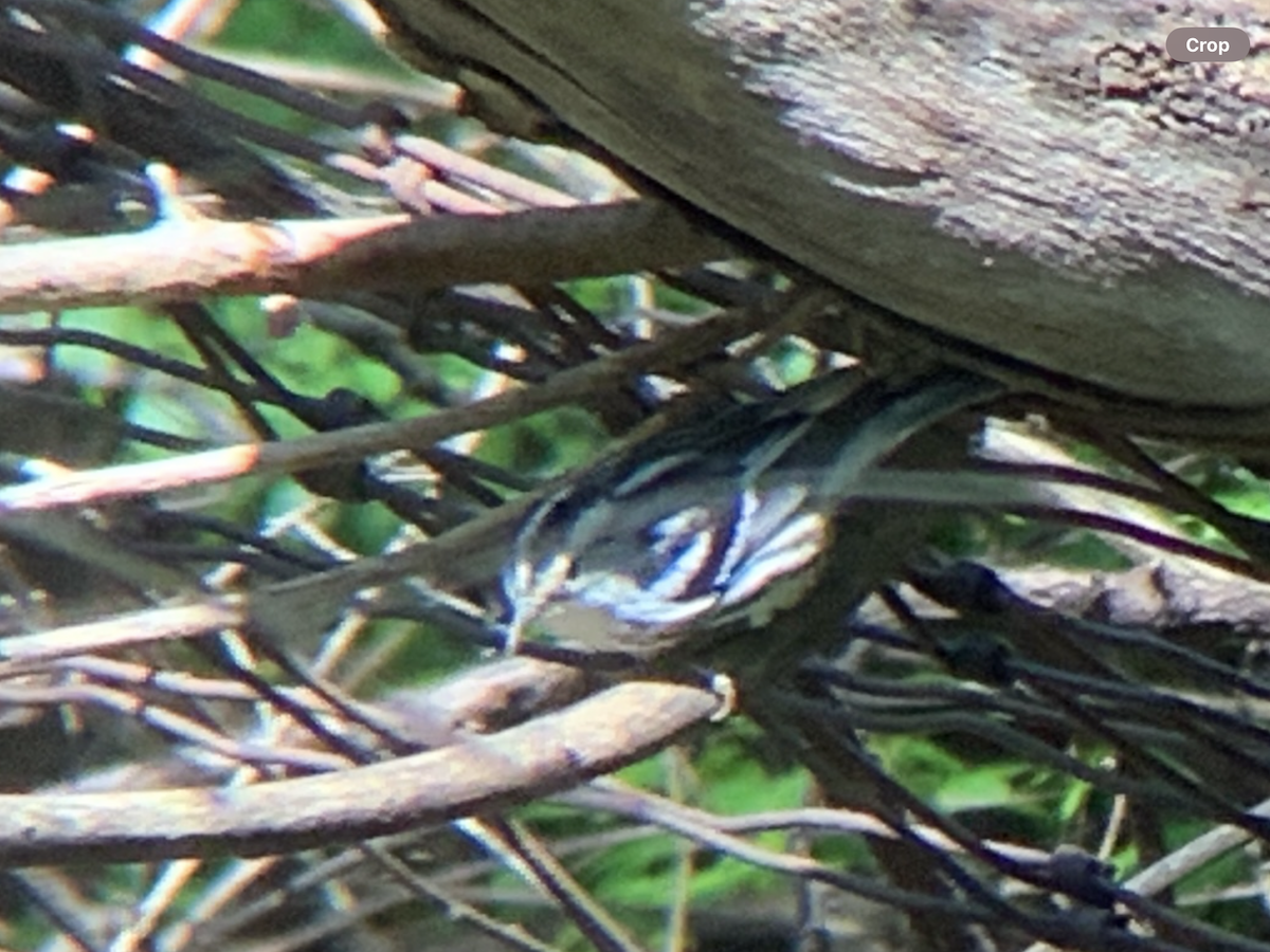 Black-and-white Warbler - ML618691138