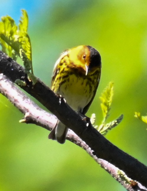 Cape May Warbler - ML618691178