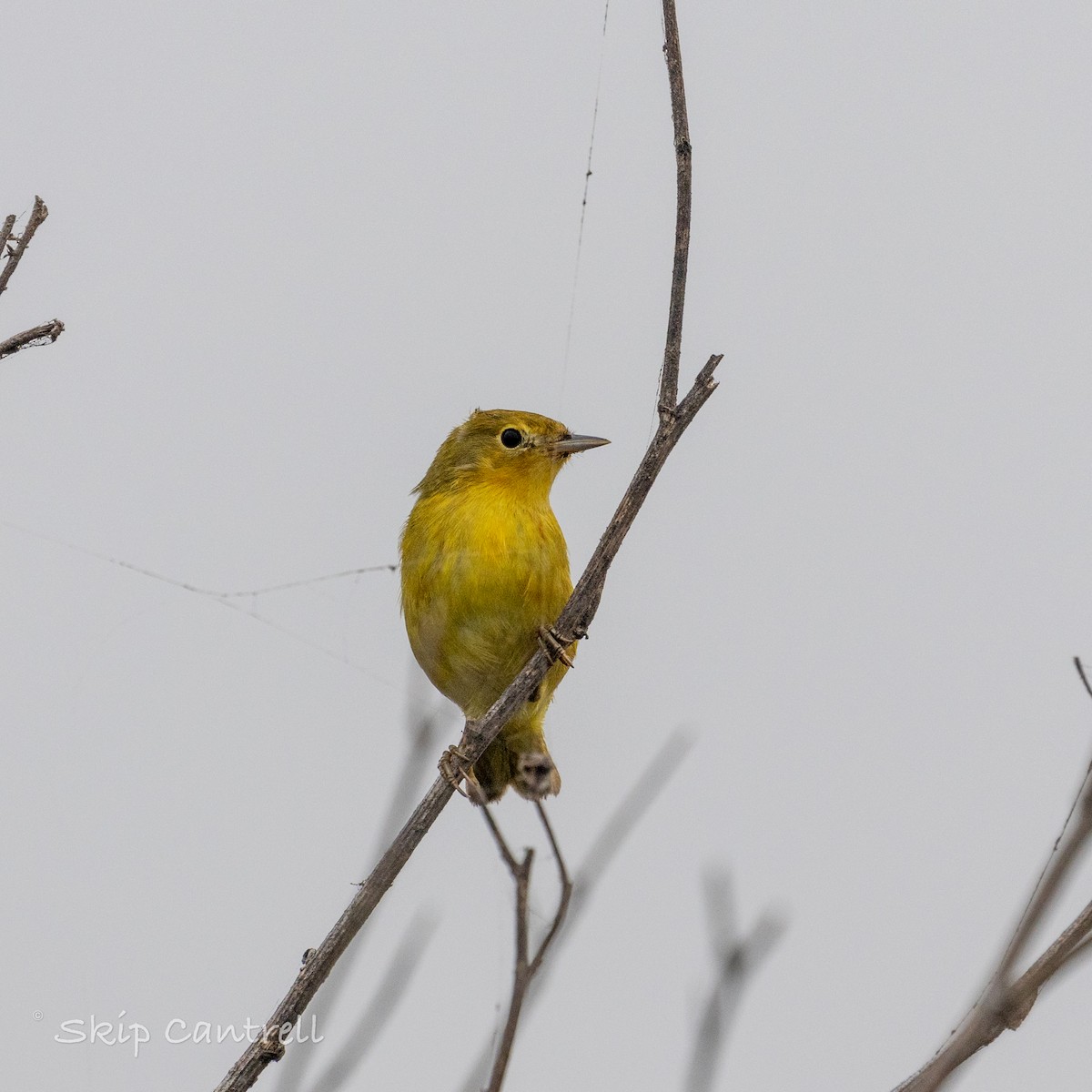 Yellow Warbler - Skip Cantrell