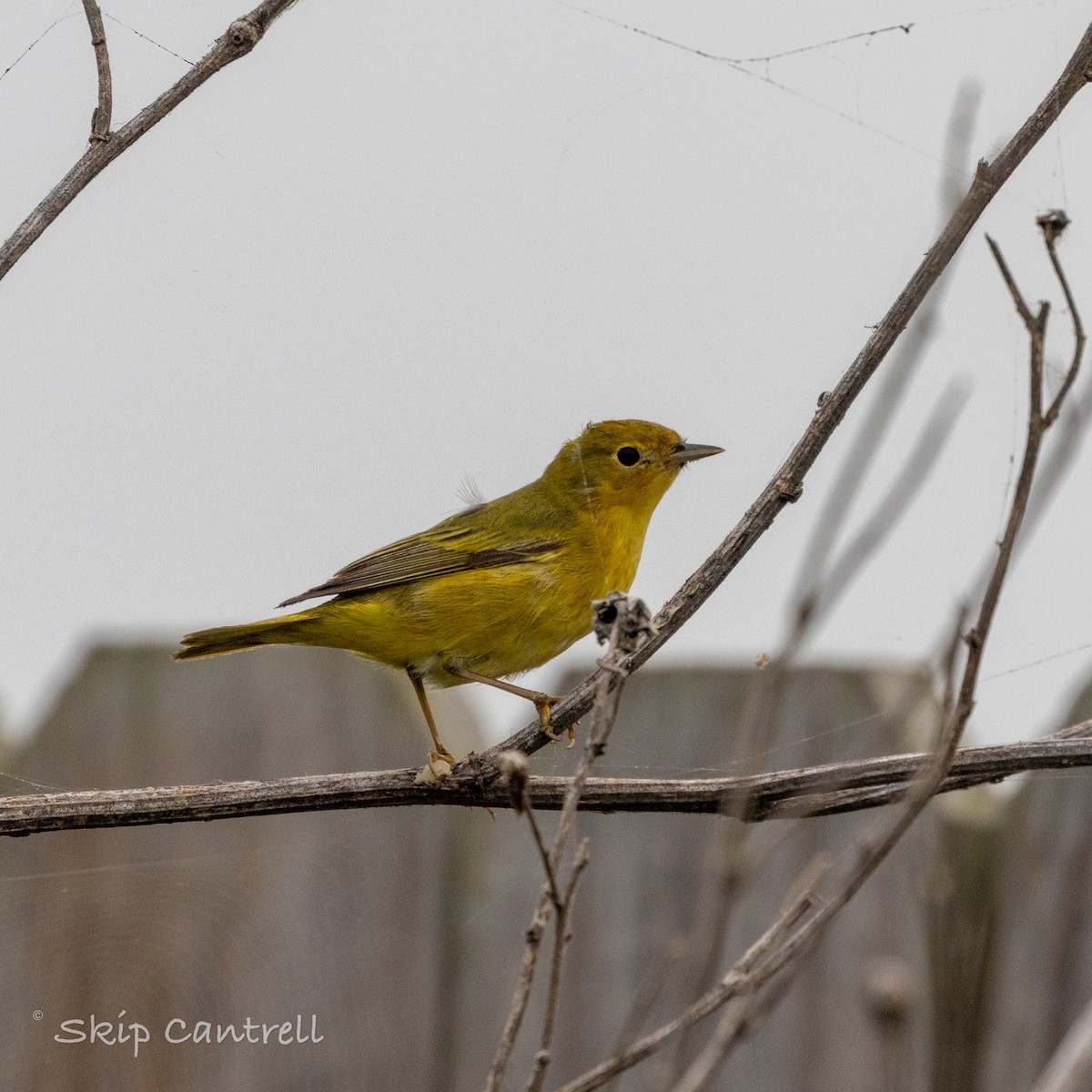 Yellow Warbler - Skip Cantrell
