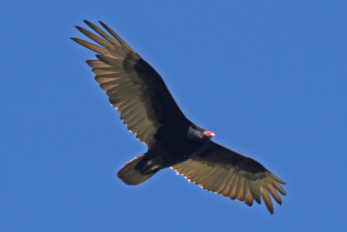 Turkey Vulture - ML618691266