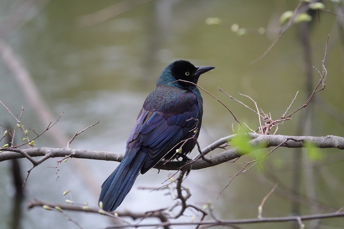 Common Grackle - Catherine Lang