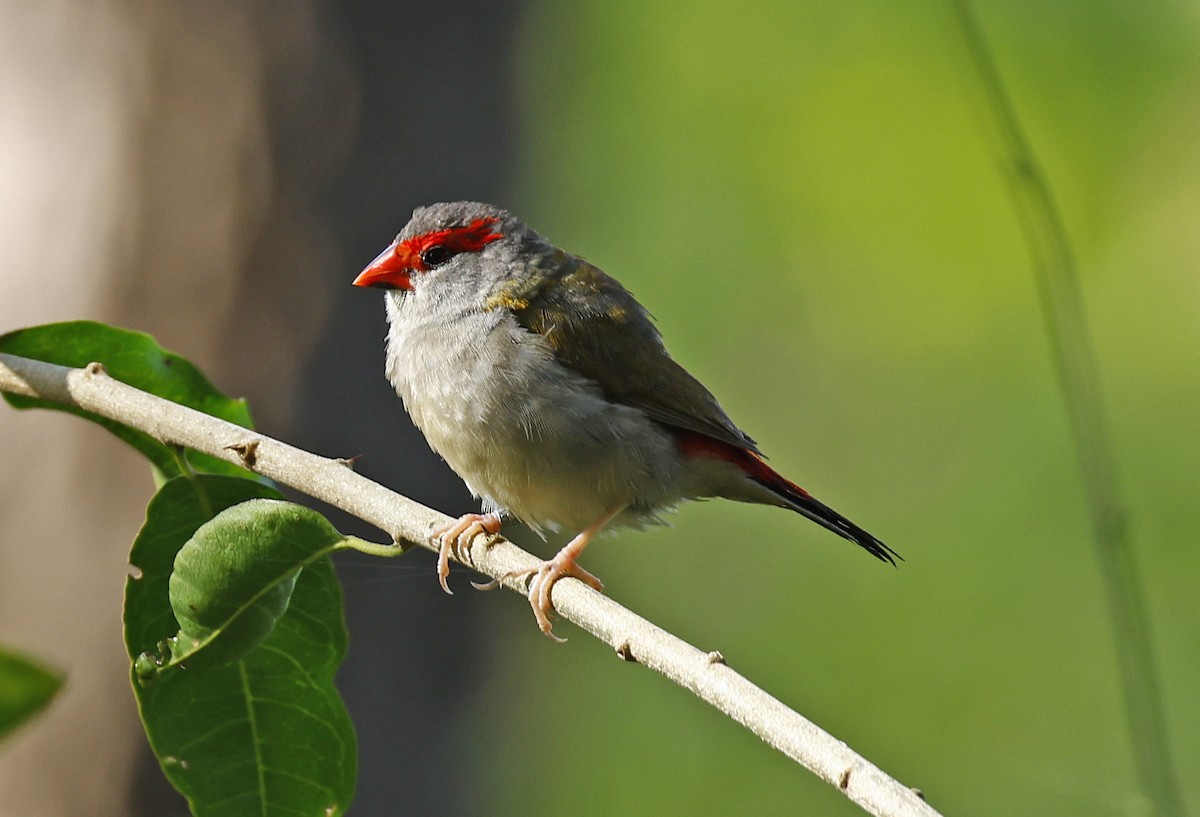 Red-browed Firetail - ML618691310