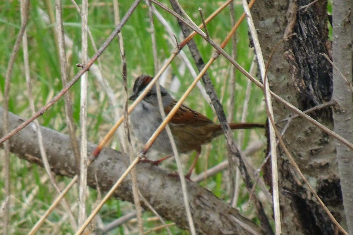 Swamp Sparrow - ML618691377