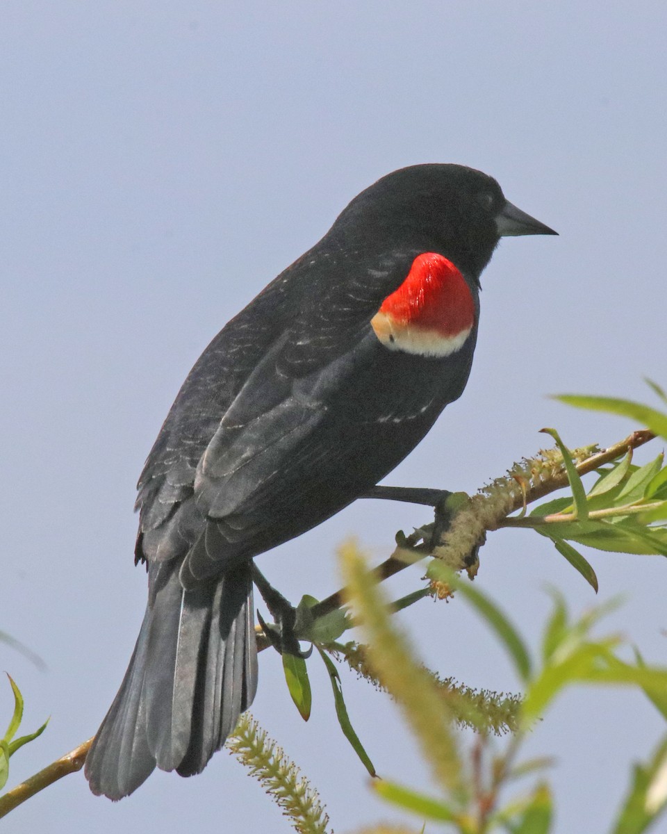 Red-winged Blackbird - ML618691398
