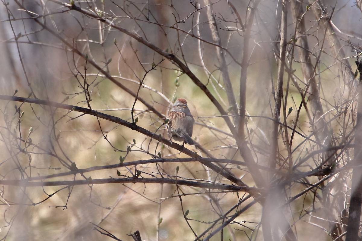 American Tree Sparrow - ML618691432