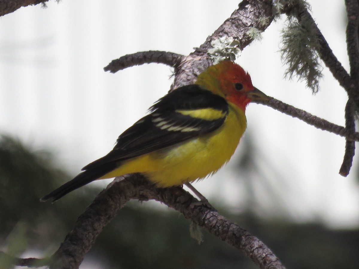 Western Tanager - ML618691450