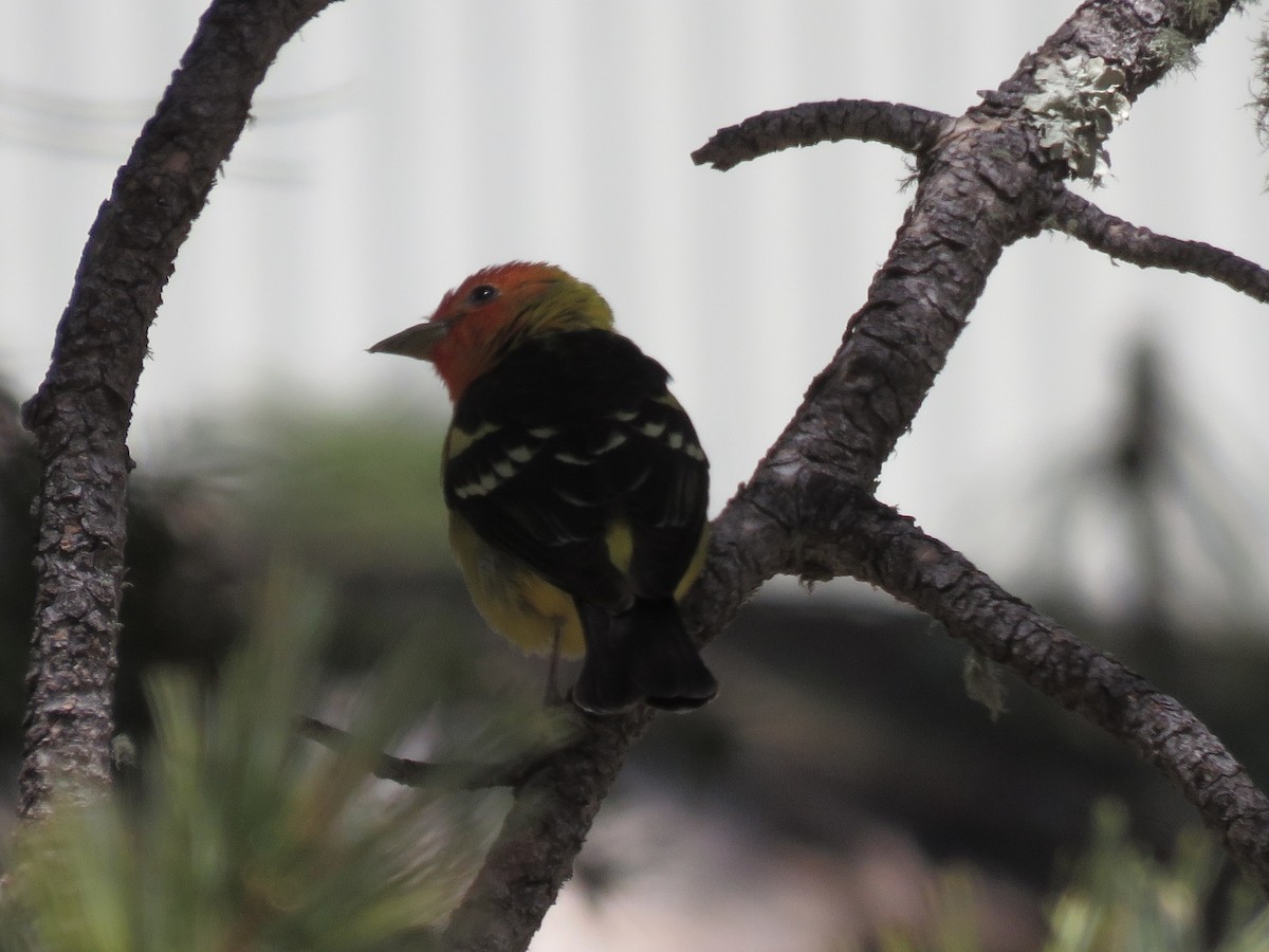 Western Tanager - ML618691451