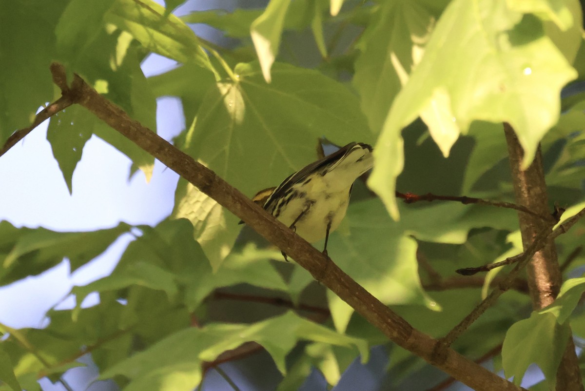 Black-throated Green Warbler - ML618691472