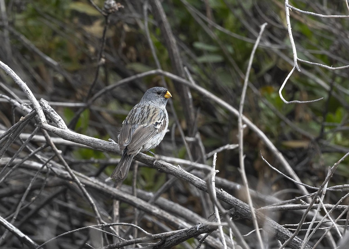 Band-tailed Seedeater - ML618691515