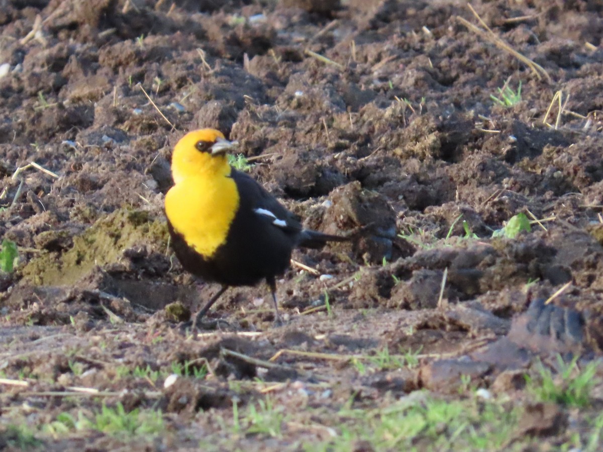 Yellow-headed Blackbird - ML618691539