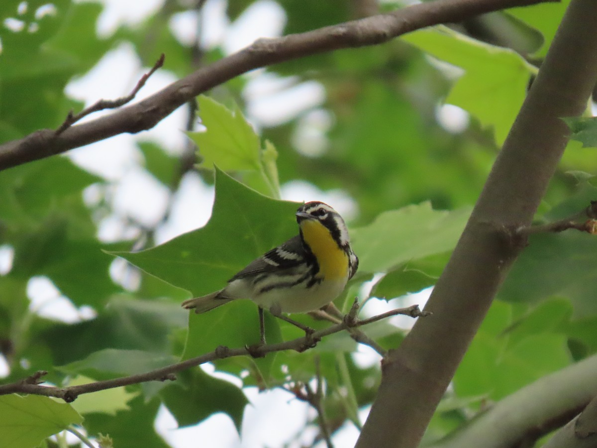 Yellow-throated Warbler - ML618691578