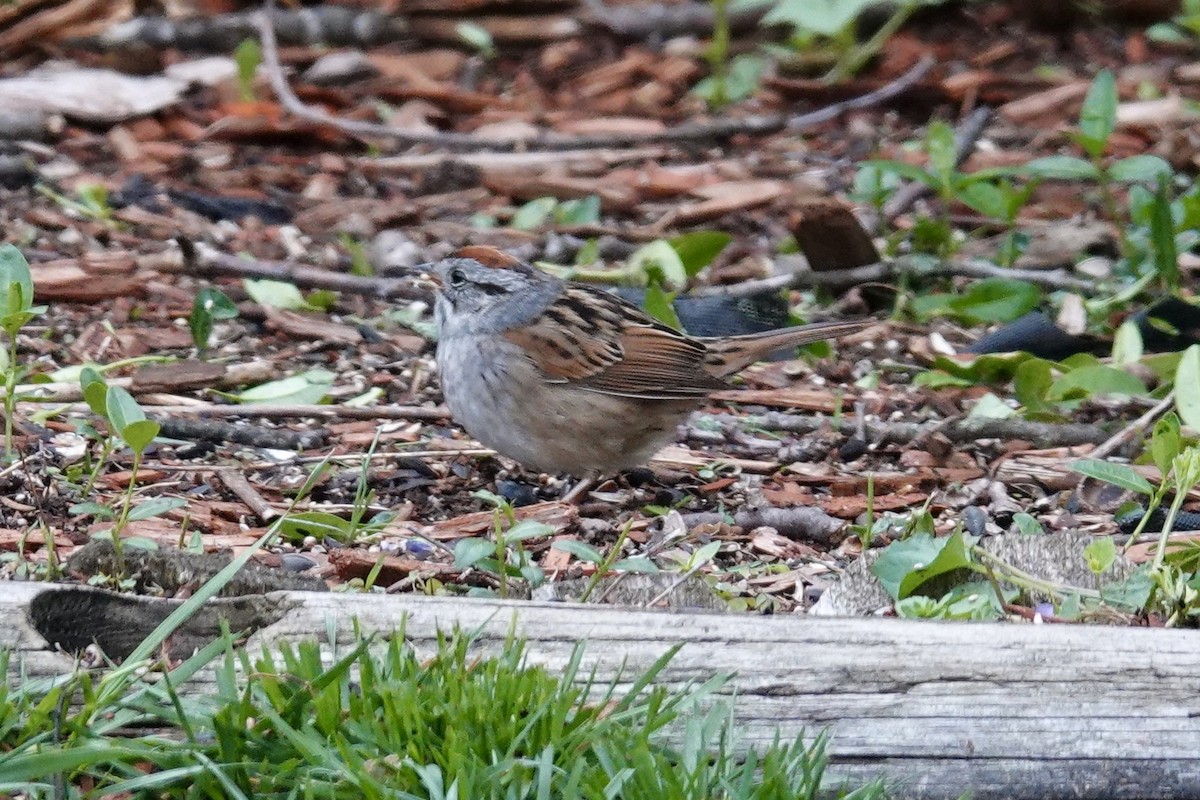 Swamp Sparrow - ML618691618