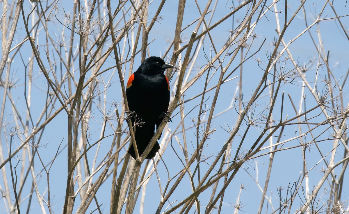 Red-winged Blackbird - ML618691619