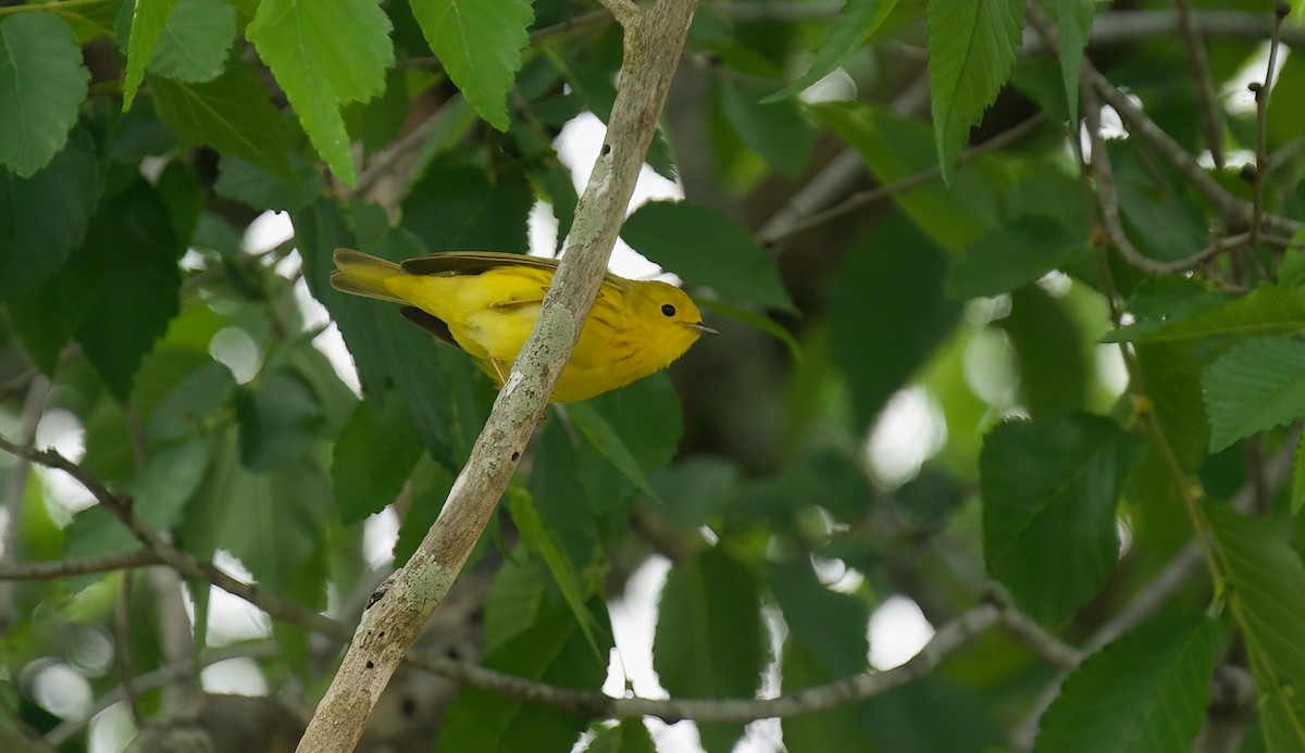 Yellow Warbler - ML618691627