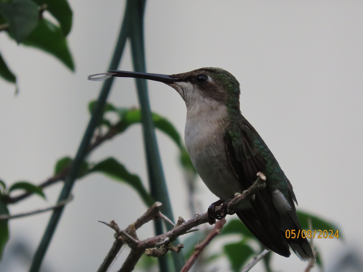 Ruby-throated Hummingbird - ML618691628