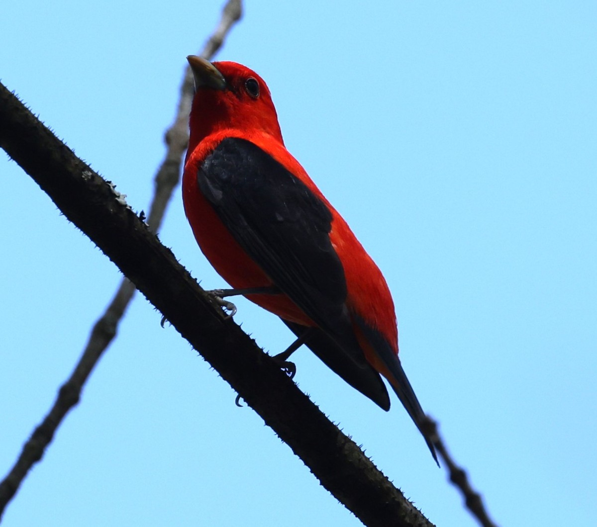 Scarlet Tanager - ML618691675