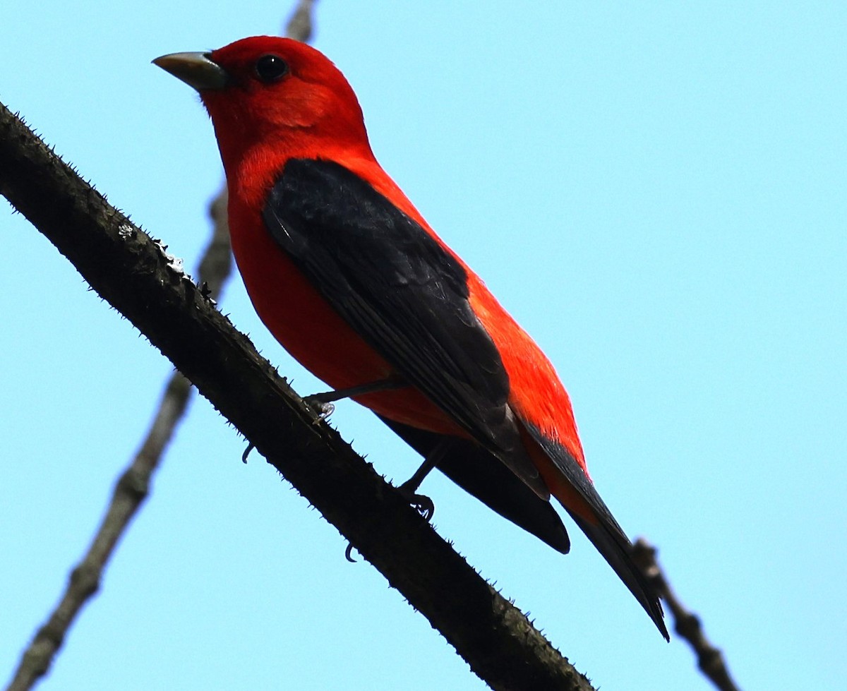Scarlet Tanager - ML618691676