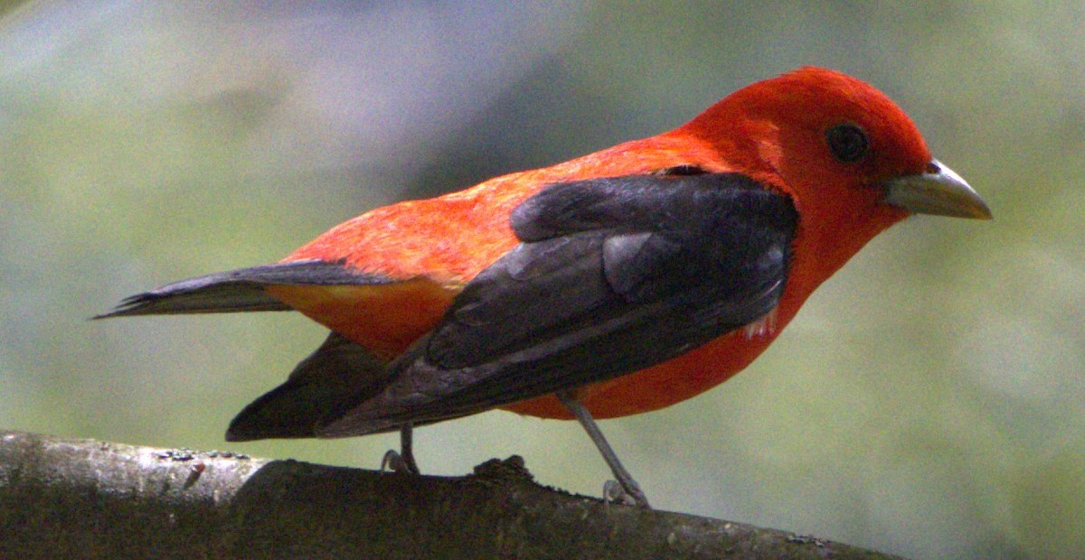 Scarlet Tanager - ML618691677
