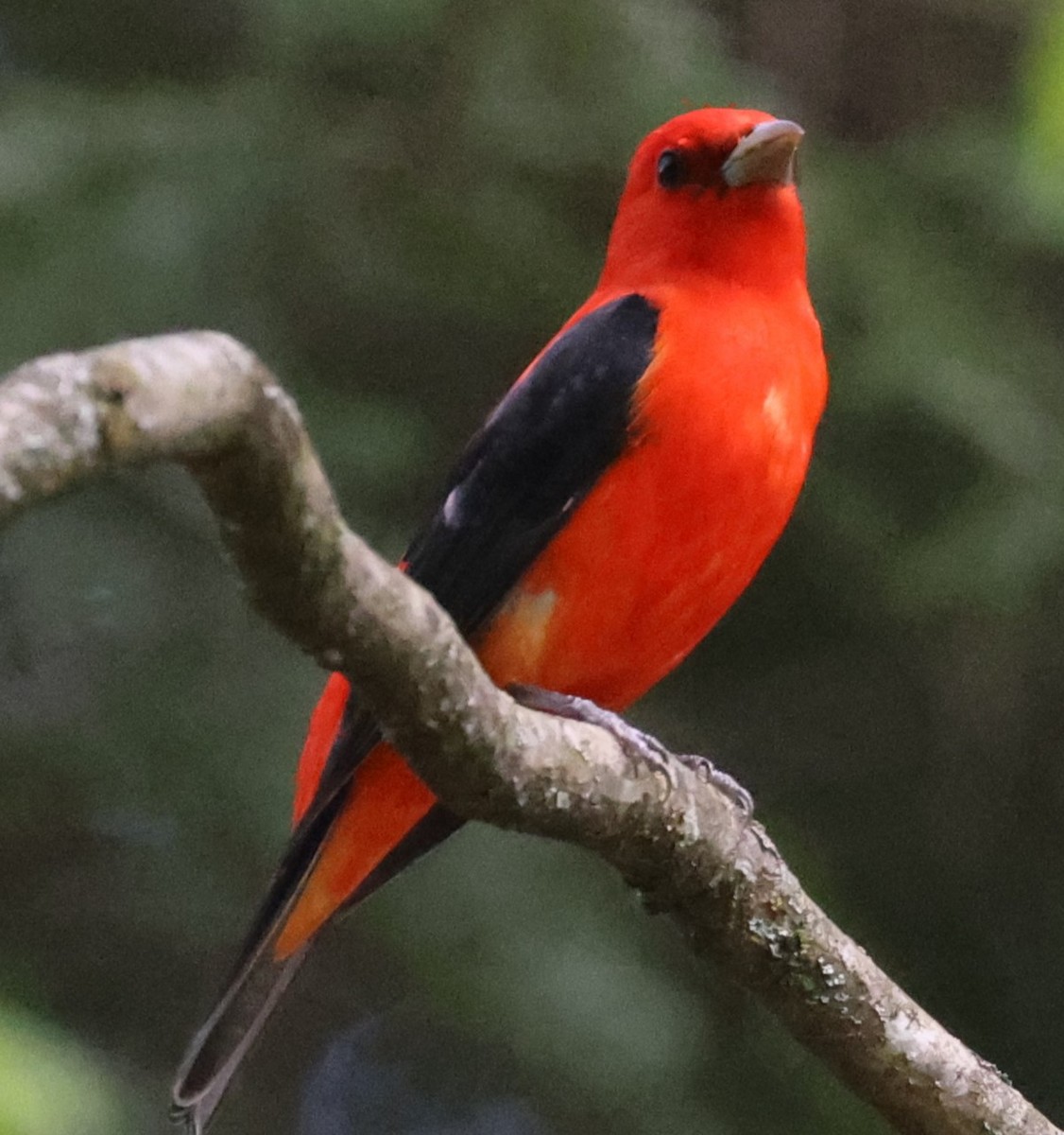 Scarlet Tanager - ML618691678