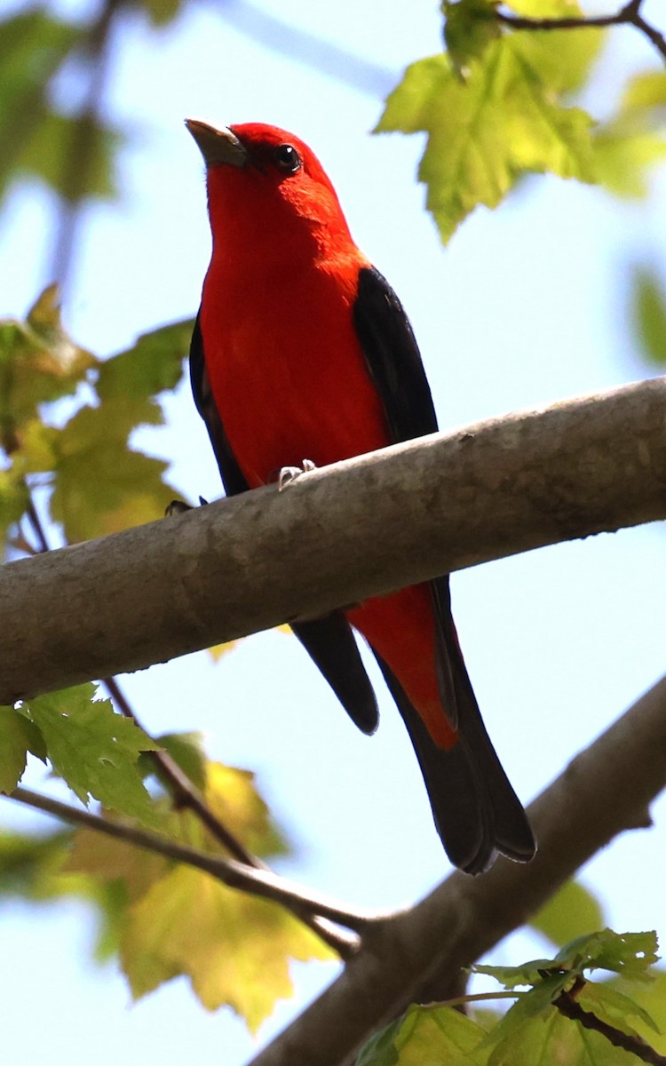 Scarlet Tanager - ML618691679