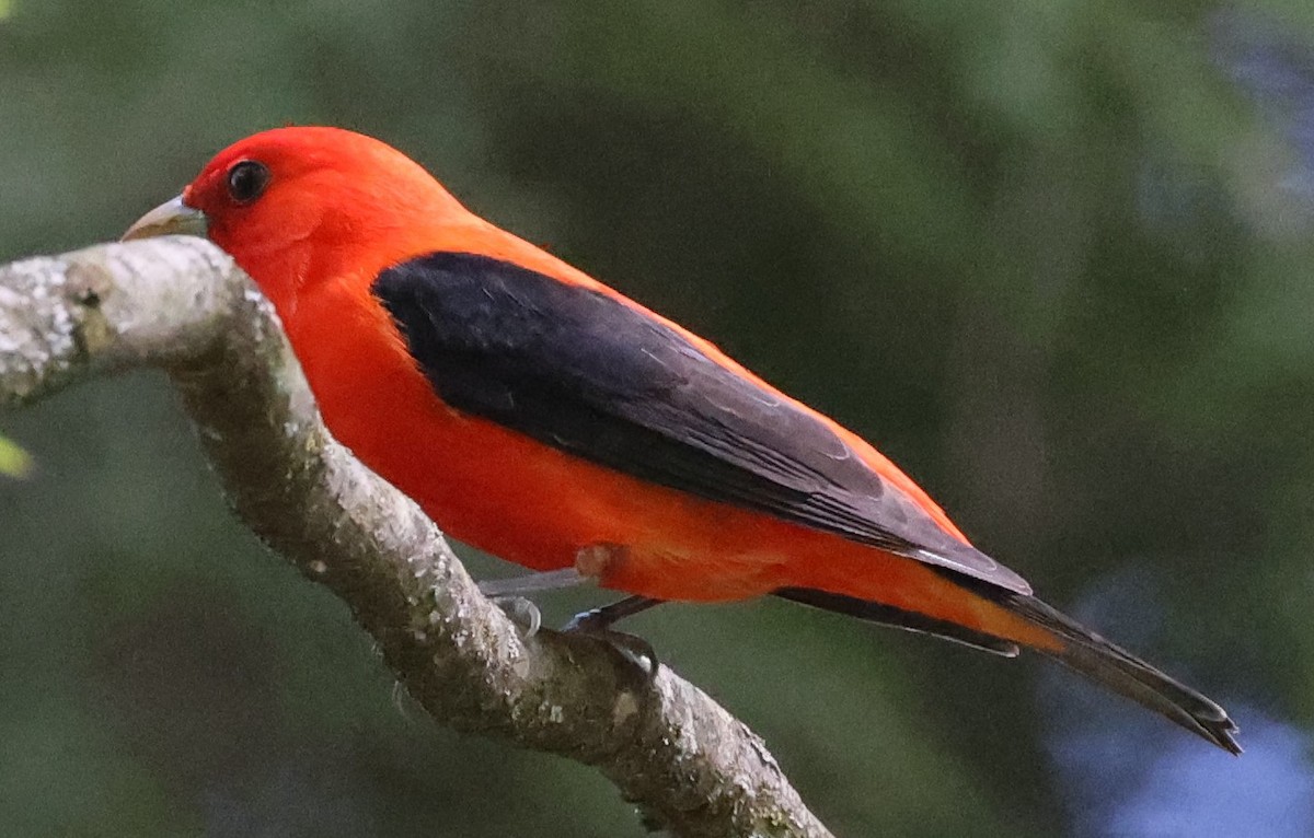 Scarlet Tanager - ML618691681