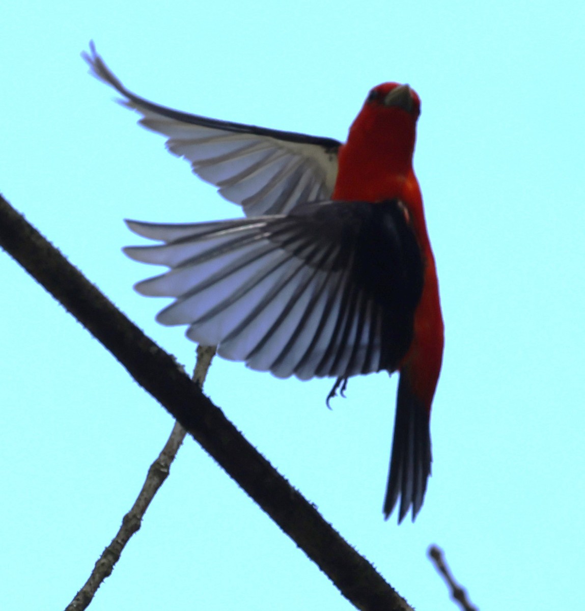 Scarlet Tanager - ML618691682