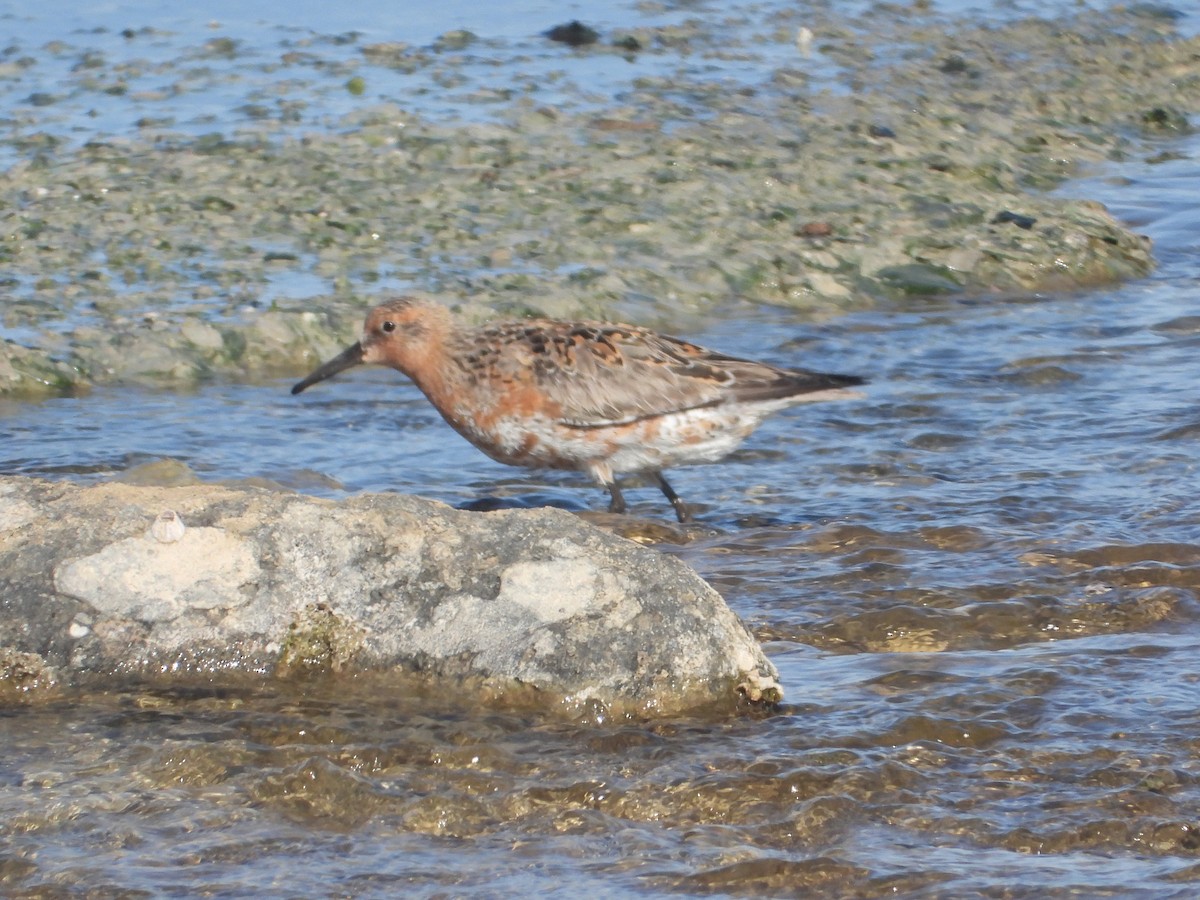 Red Knot - ML618691705