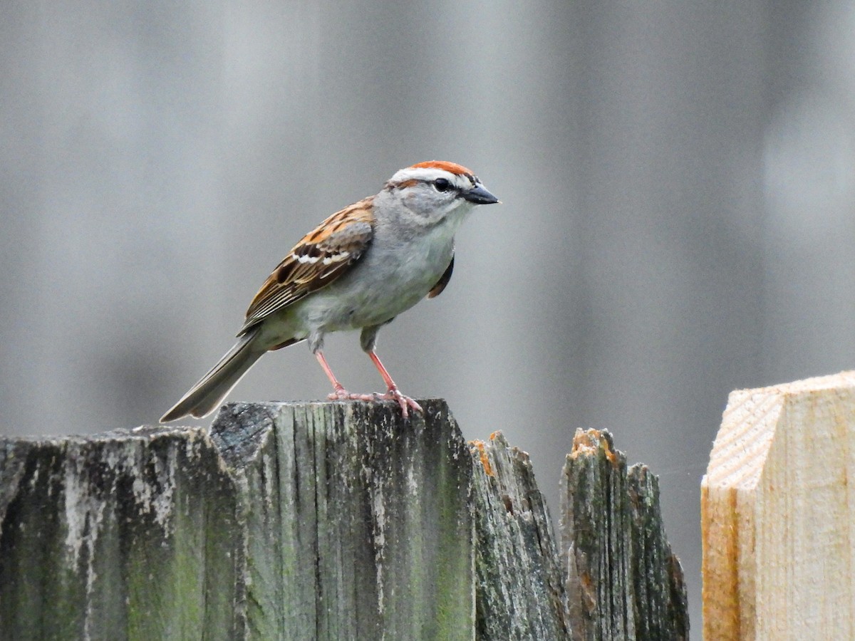 Chipping Sparrow - ML618691719