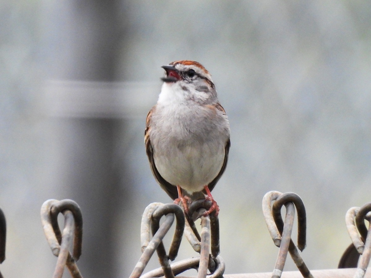 Chipping Sparrow - ML618691720