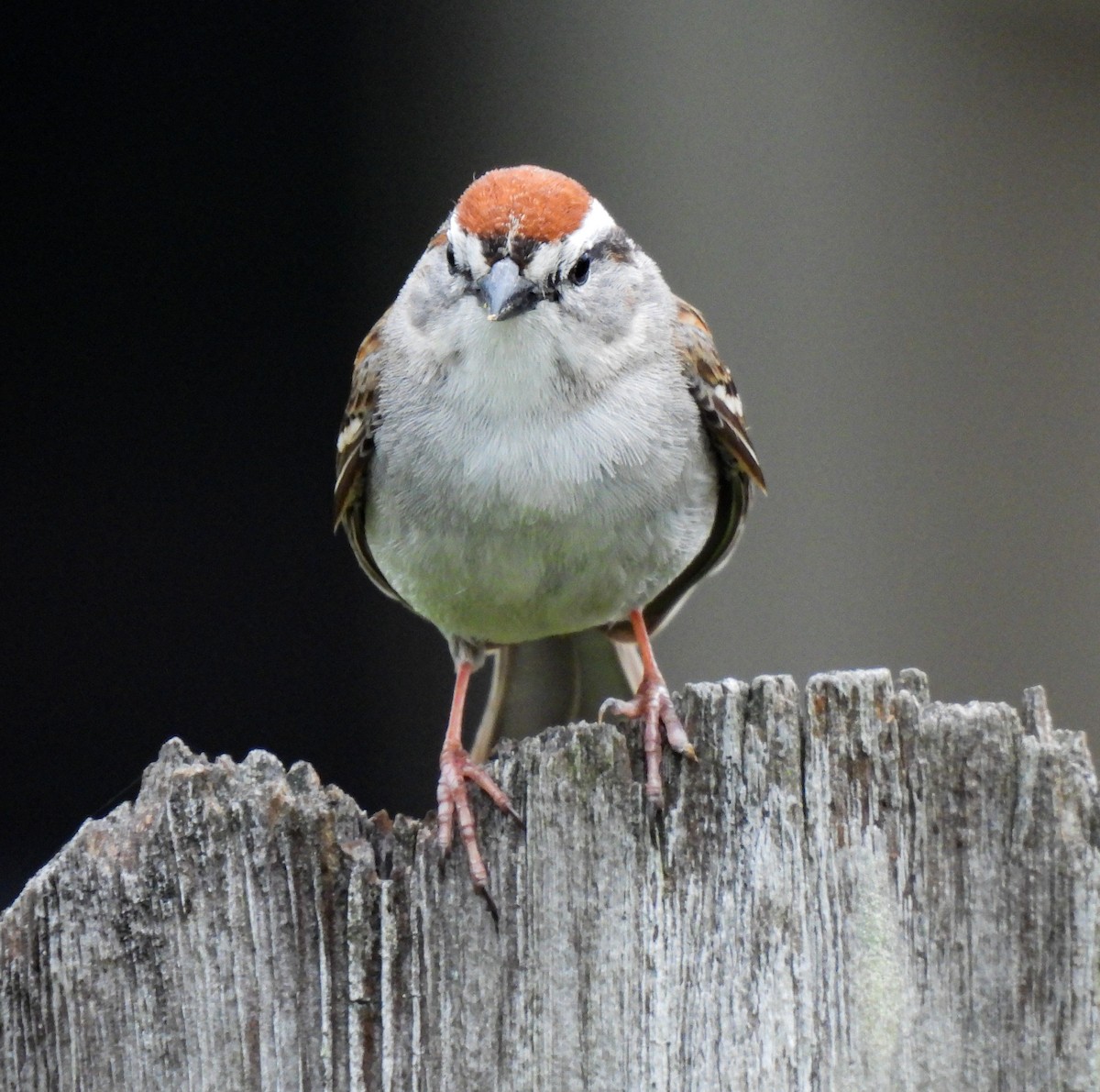 Chipping Sparrow - ML618691722