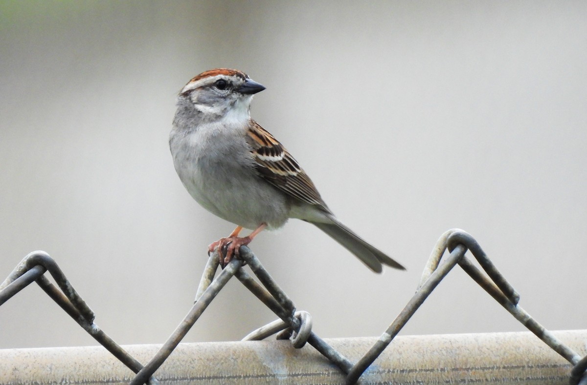 Chipping Sparrow - ML618691723