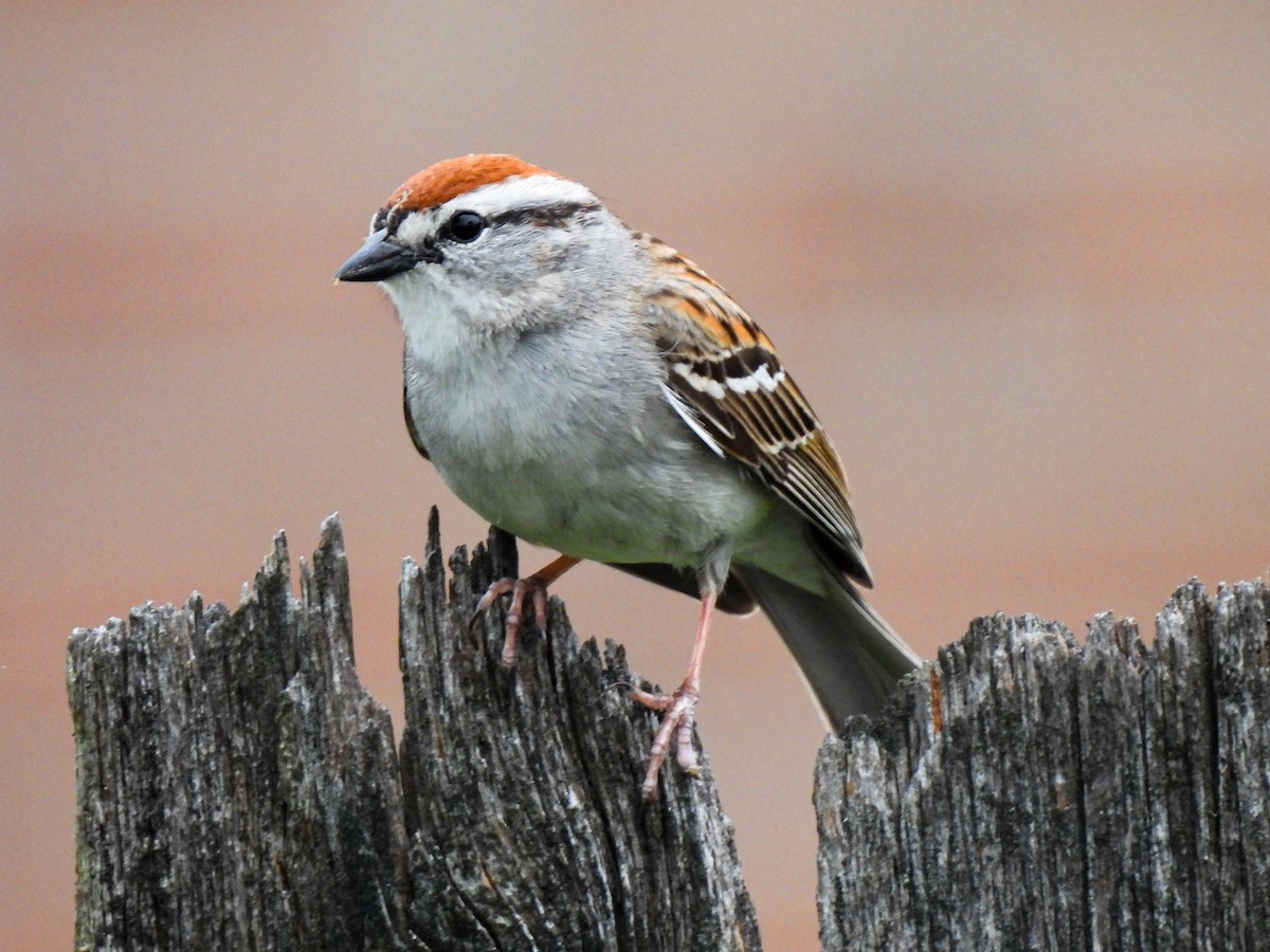 Chipping Sparrow - ML618691724