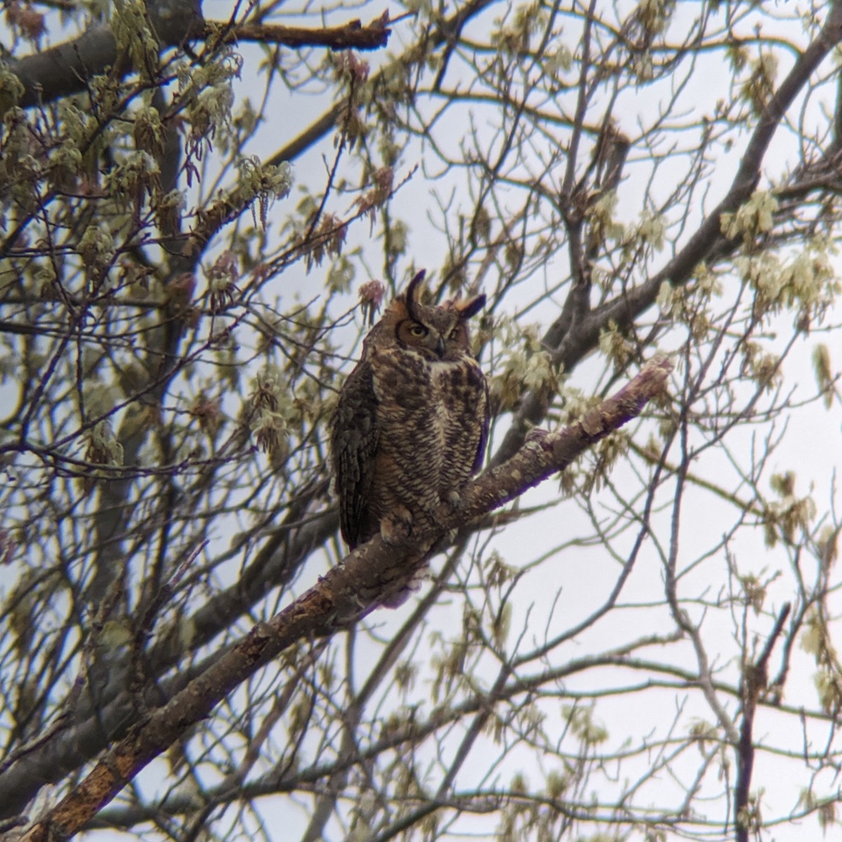 Great Horned Owl - ML618691759