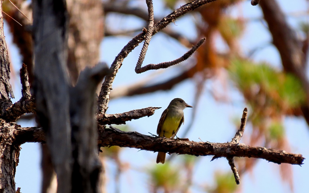Great Crested Flycatcher - ML618691765