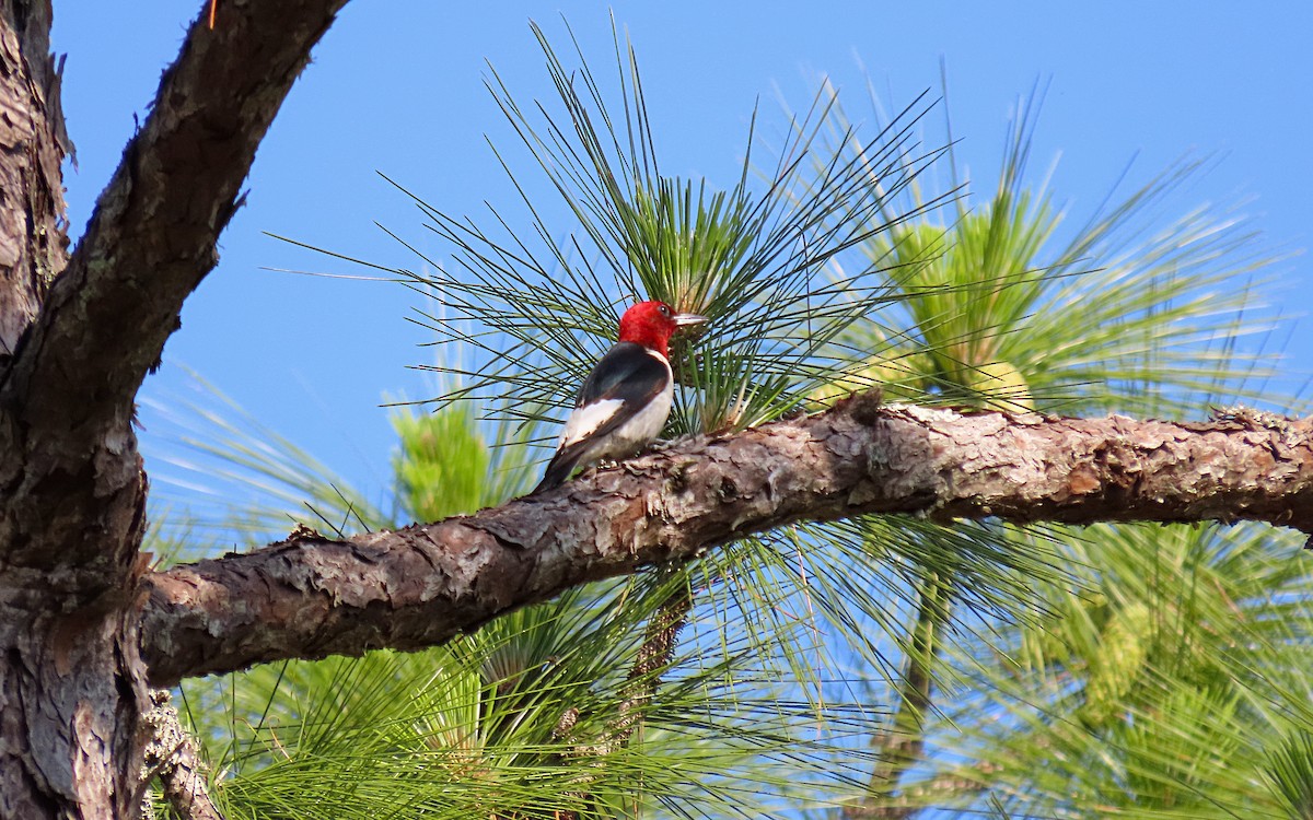 Red-headed Woodpecker - ML618691786