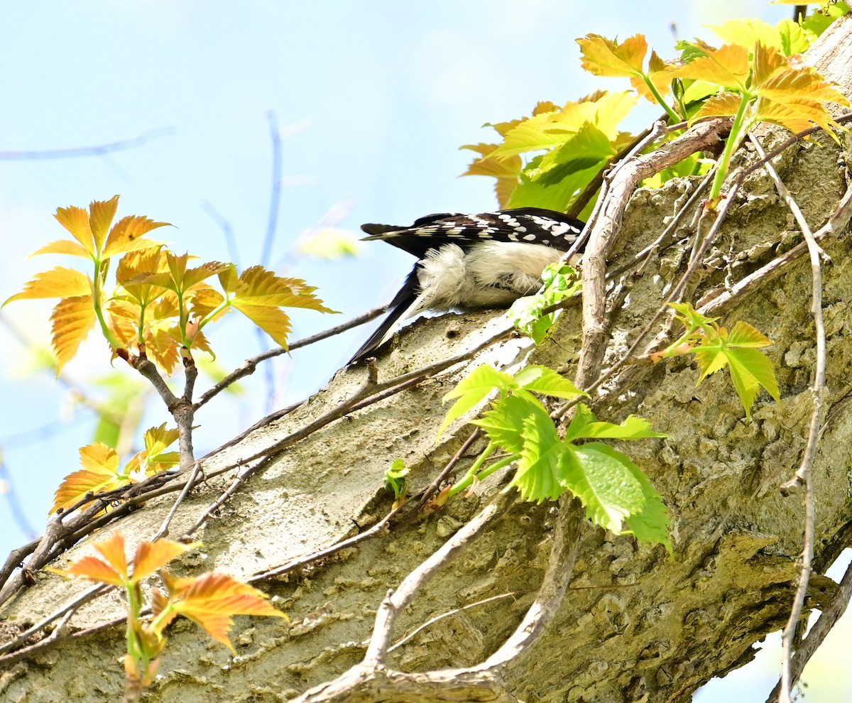 Downy Woodpecker - ML618691830