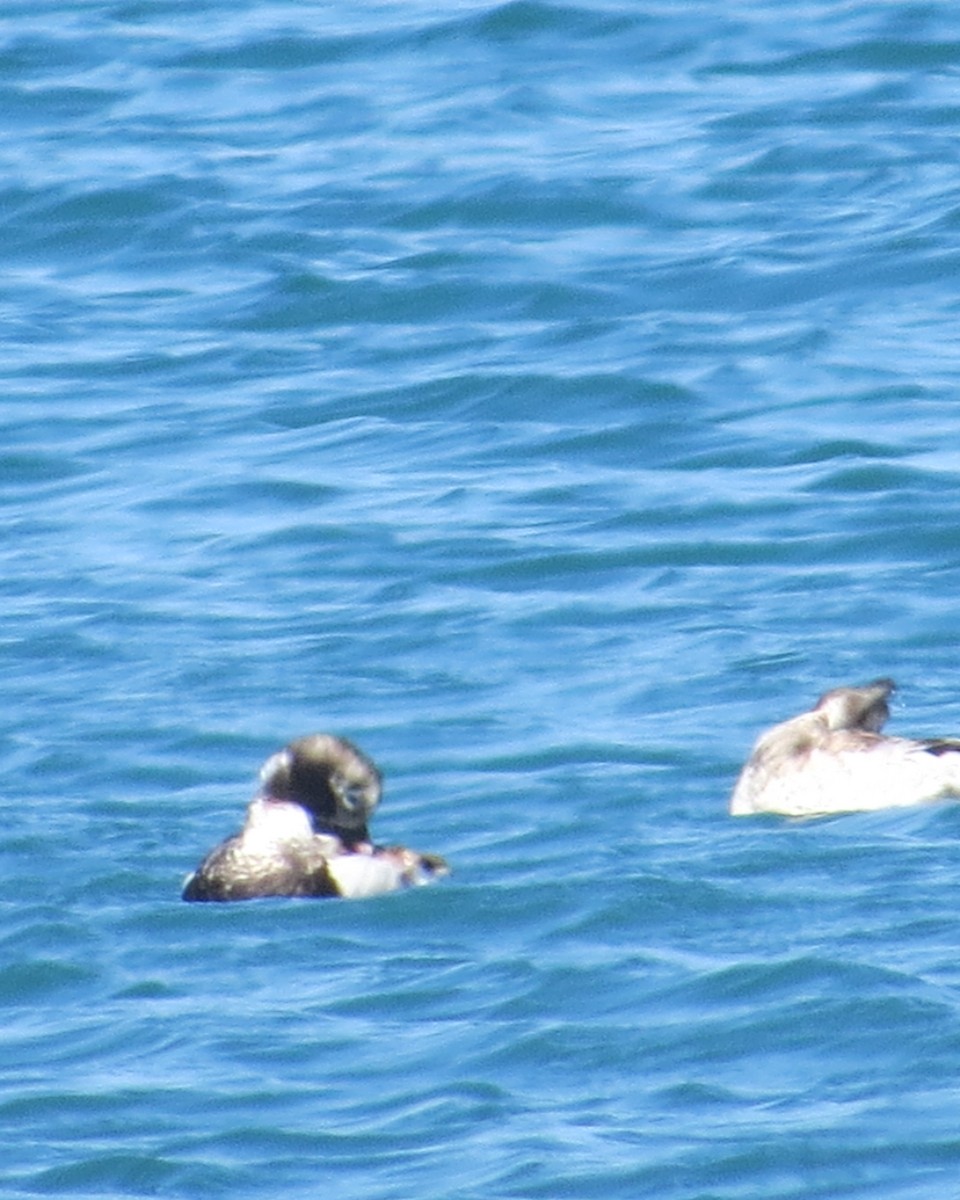 Long-tailed Duck - ML618691833