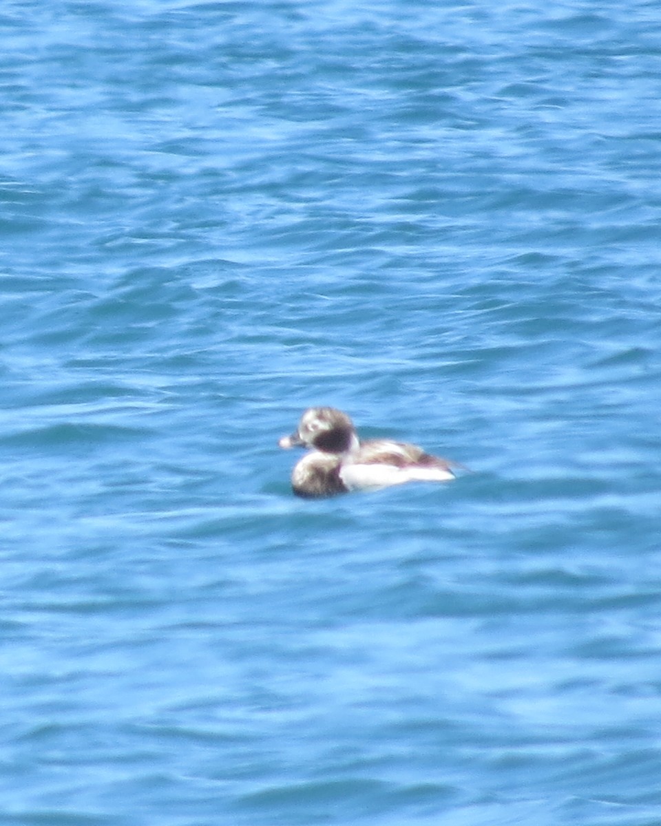 Long-tailed Duck - ML618691834