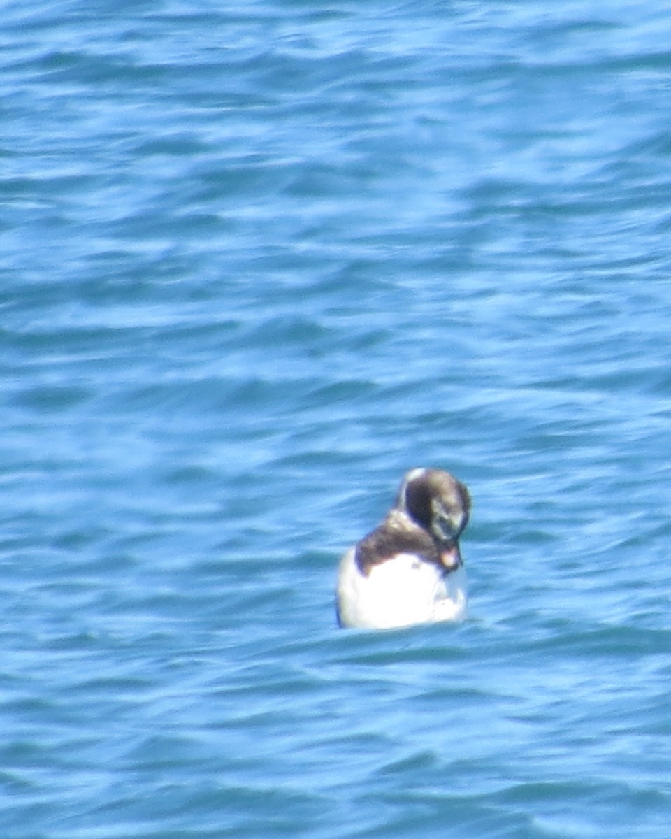 Long-tailed Duck - ML618691835
