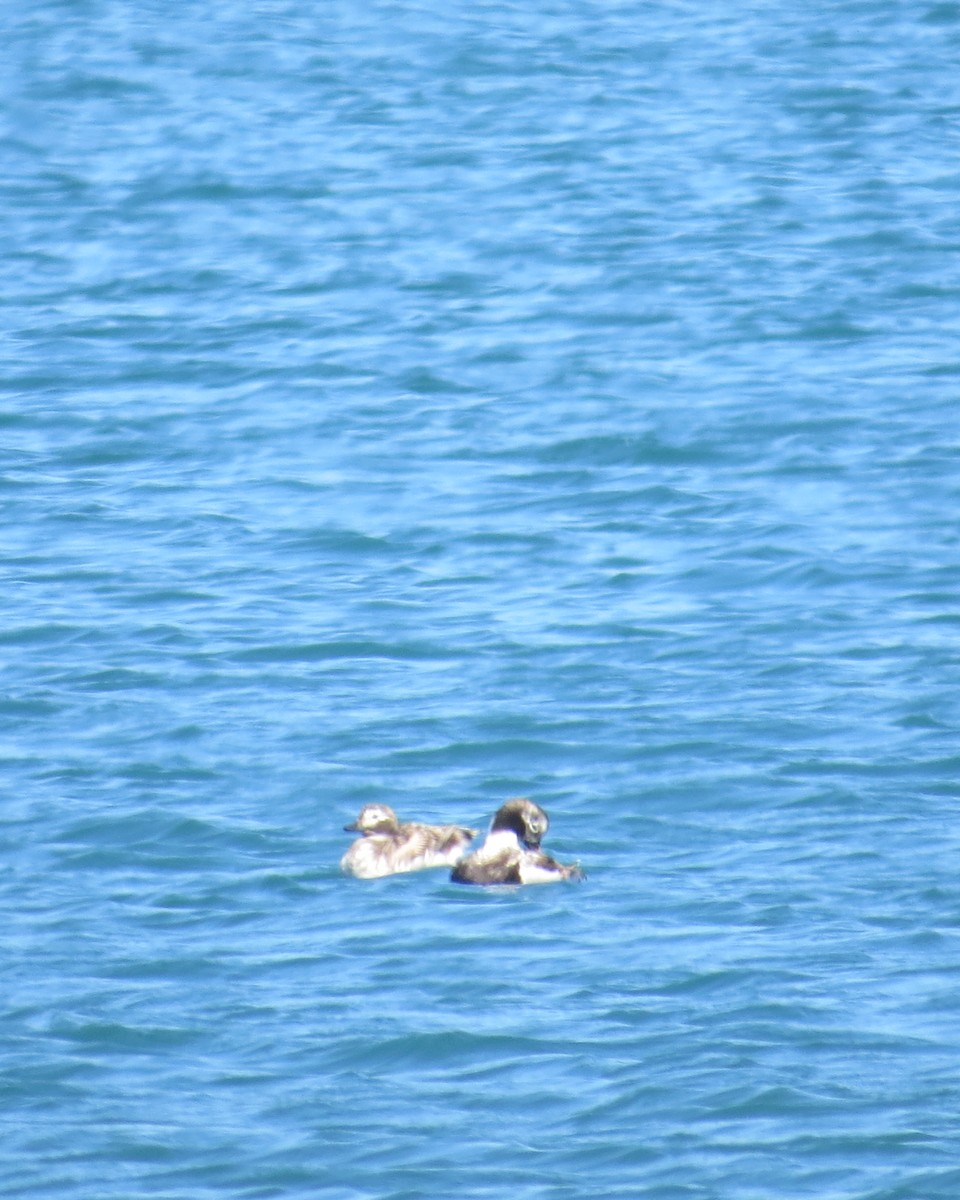 Long-tailed Duck - ML618691837