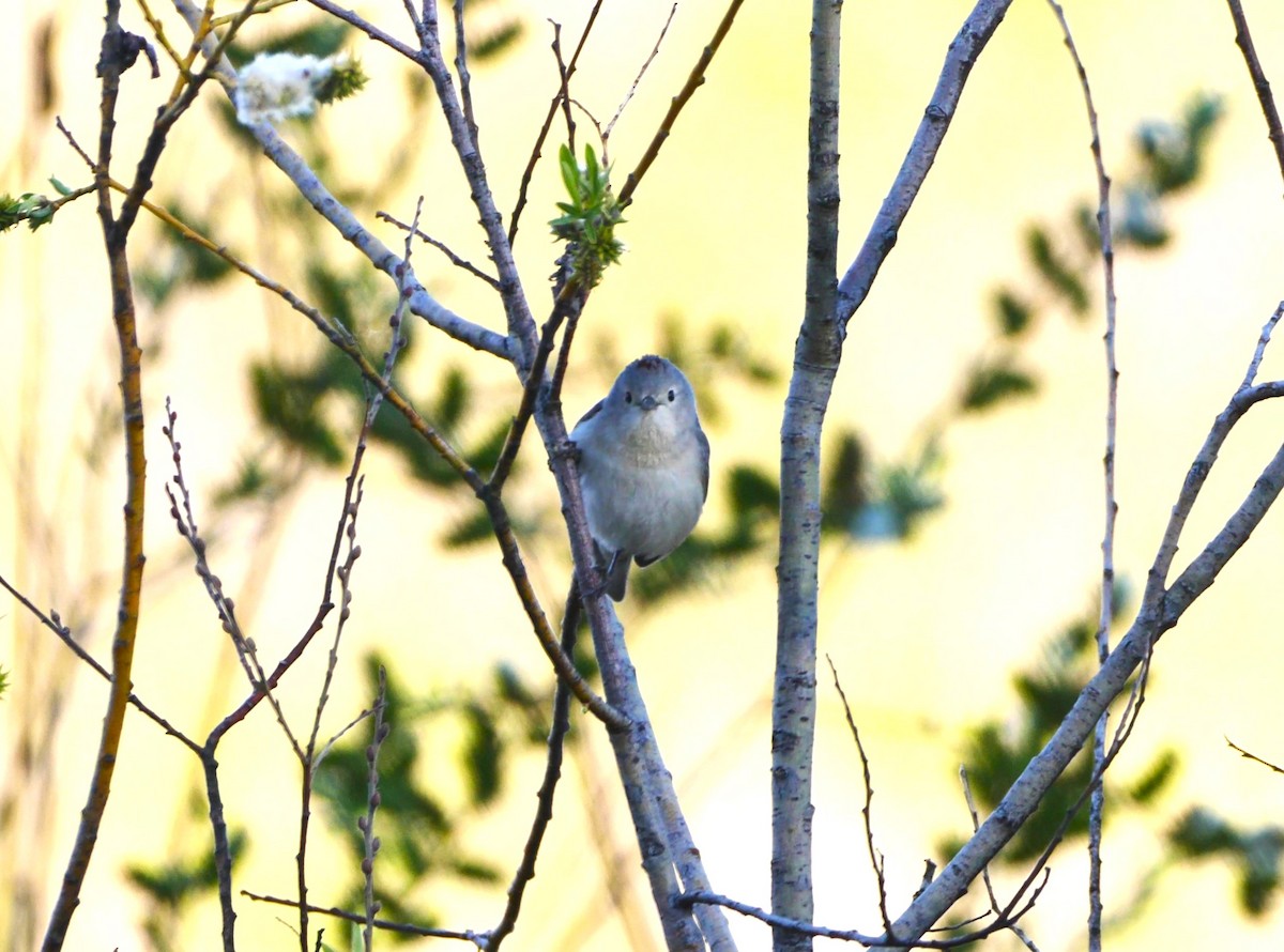 Lucy's Warbler - ML618691859