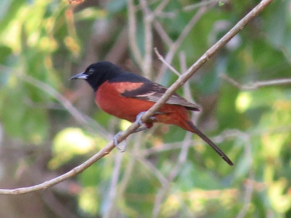 Orchard Oriole - ML618691874
