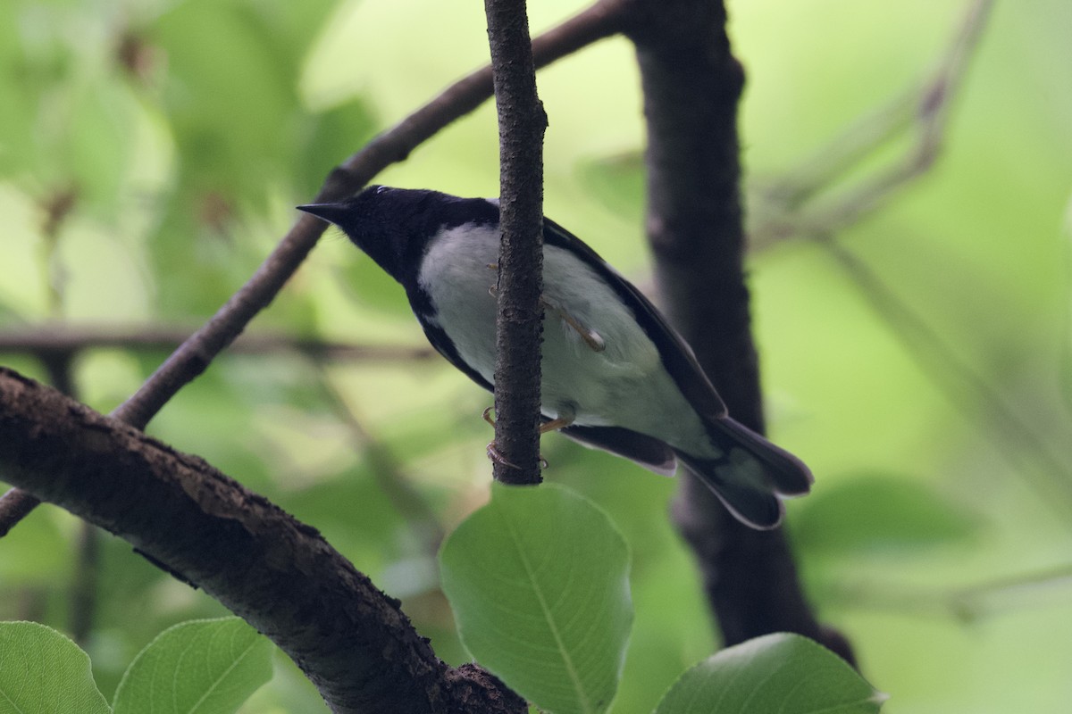 Black-throated Blue Warbler - ML618691885